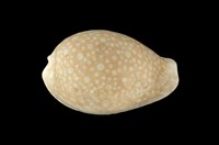 藏品(初雪寶螺)的圖片